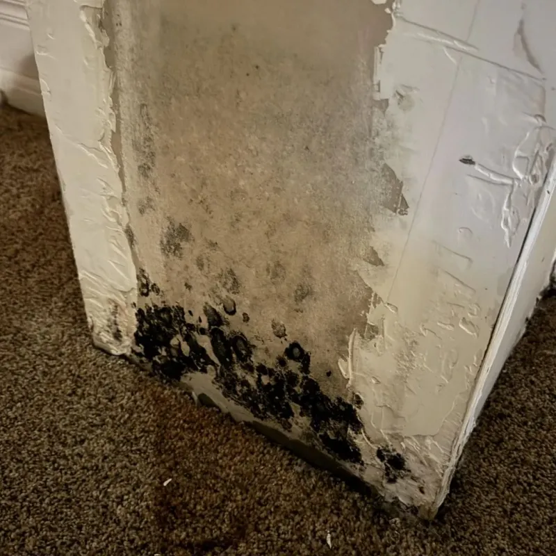 Professional Mold Removal in Bella Vista, AR